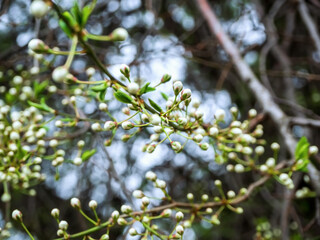 small closed thorn buds on the branches of a thorn tree. blooming Pr&uacute;nus spinosa