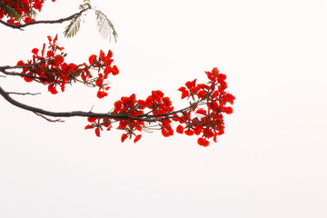 red flame tree flowers isolated with white background