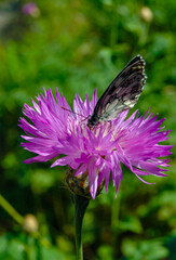 The marbled white (Melanargia galathea), butterfly collects nectar on a cornflower flower
