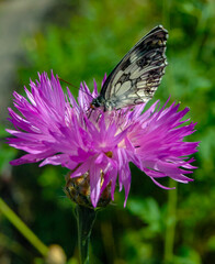 The marbled white (Melanargia galathea), butterfly collects nectar on a cornflower flower