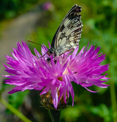 The marbled white (Melanargia galathea), butterfly collects nectar on a cornflower flower