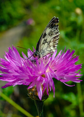 The marbled white (Melanargia galathea), butterfly collects nectar on a cornflower flower