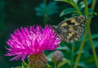 The marbled white (Melanargia galathea), butterfly collects nectar on a cornflower flower