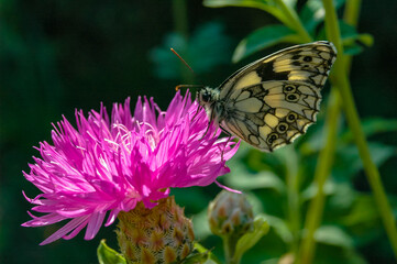 The marbled white (Melanargia galathea), butterfly collects nectar on a cornflower flower