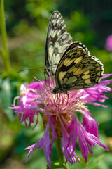 The marbled white (Melanargia galathea), butterfly collects nectar on a cornflower flower