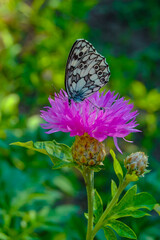The marbled white (Melanargia galathea), butterfly collects nectar on a cornflower flower