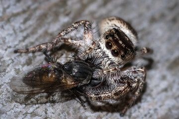 Tan Jumping Spider (Platycryptus undatus) with Hover Fly prey. Long Island, New York.  