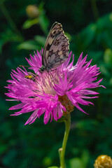 The marbled white (Melanargia galathea), butterfly collects nectar on a cornflower flower