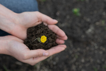 female hands holding soil with small flower
