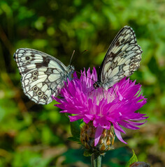 The marbled white (Melanargia galathea), butterfly collects nectar on a cornflower flower