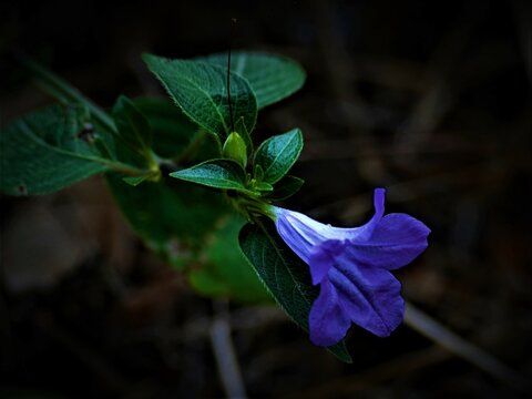 Violet Wild Petunia, Ruellia Nudiflora  