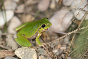 The Italian tree frog (Hyla intermedia) is a species of frog in the family Hylidae, found in Italy, Slovenia and Switzerland.
