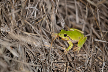 The Italian tree frog (Hyla intermedia) is a species of frog in the family Hylidae, found in Italy, Slovenia and Switzerland.