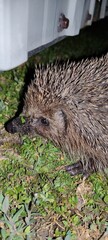 hedgehog in the grass
