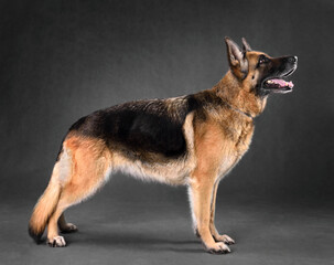 Standing German Shepherd dog