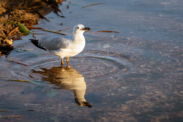 Standing  Immature Silver Gull reflected in a shallow tidal pool