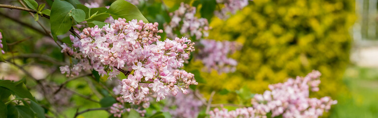 Beautiful lilac flowers with selective focus. pink lilac flower with blurred green leaves. Blooming lilac branches in the park. Summer time.lilac bush.Spring season