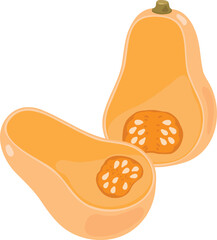 Simple hand drawn cut butternut squash illustration flat colored