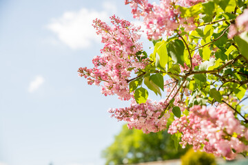 Beautiful lilac flowers with selective focus. pink lilac flower with blurred green leaves. Blooming lilac branches in the park. Summer time.lilac bush.Spring season