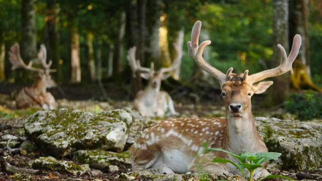 Male fallow deer, buck with antlers resting in natural environment. Deer Dama dama. Vision Park in Auberive region, France. Slow motion