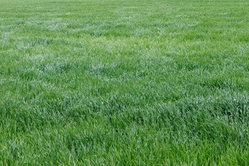 風に揺れる麦畑