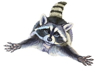 Color illustration of a raccoon pulling up its paws. From the collection JOURNEY OF THE RACCOON. For website design and printing on postcards, posters, clothes. Cute animals. Funny raccoons. © Лариса Хамукова