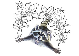 Color illustration of a raccoon pulling its paws towards lily flowers. From the collection JOURNEY OF THE RACCOON. For website design and printing on postcards, posters, clothes. Cute animals.