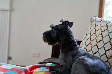 Closeup view of miniature schnauzer dog on the couch