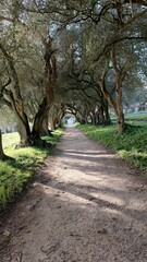 Fototapeta premium Jardín de un pazo en Galicia