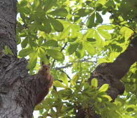 Cute Squirrel on tree looking to the camera, Cute Chipmunk Selective Focus