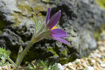 プルサティラ・ブルガリス　西洋翁草