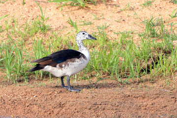 female Comb Duck (Sarkidiornis sylvicola) perched on land at edge of pond. Conceicao do Coite, Bahia