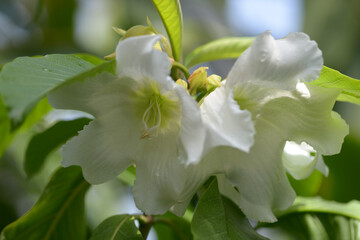 ポーモンティア・ムルティフロラ