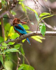 kingfisher on branch