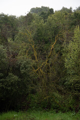 mossy woodland after rain