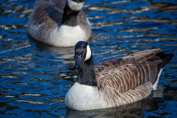 country goose branta canadensis