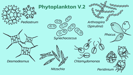 Phytoplankton are tiny, plant-like organisms that drift in bodies of water, playing a crucial role in the food chain and the production of oxygen.