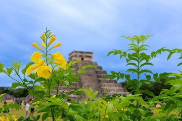 Fotografía de una flor amarilla con rocío dentro del sitio arqueológico de Chichen Itza en Yucatán, México con el foco en la flor y no en el castillo - obrazy, fototapety, plakaty