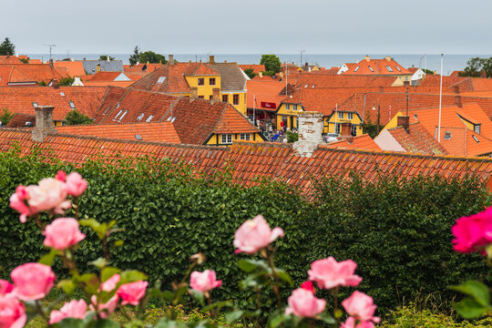 View to town red roofs and blurred roses in forground. Bornholm island Denmark.