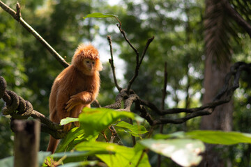 An East Javan Langur climbing a tree