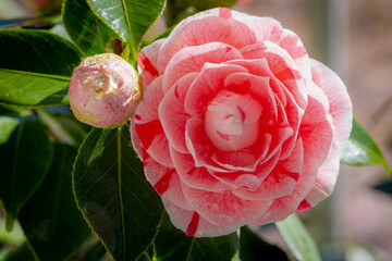 Selective focus of Camellia japonica with green leaves and water drop in the garden, White pink...