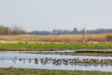 Group of Black-tailed godwit standing on green grass meadow polder, Limosa limosa (Grutto) is a...
