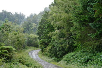 Dirt road through the Whirinaki Conservation Park in the Bay of Plenty, New Zealand