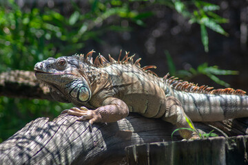 Hermosa iguana gigante descansando sobre un tronco con fondo de hojas verdes en el zoológico de Chapultepec