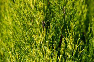 Plague Soldier Beetles (Chauliognathus lugubris)