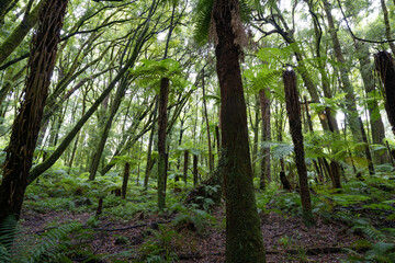 Native New Zealand ferns surrounded in a thick podocarp forest