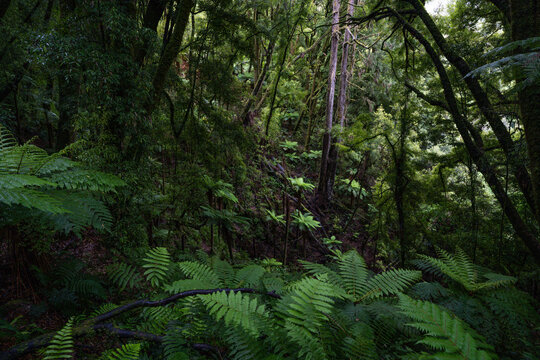 An ancient podocarp forest featuring kahikatea, rimu, totara, matai and miro