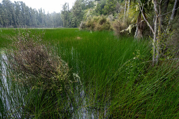 Arohaki Lagoon in Whirinaki Conservation Park, Bay of Plenty, New Zealand