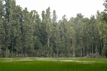 Arohaki Lagoon in Whirinaki Conservation Park, Bay of Plenty, New Zealand