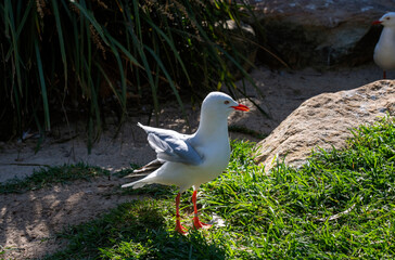Silver Gull (Larus novaehollandiae)